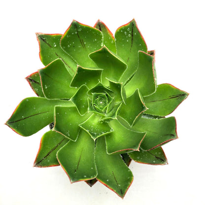 Aeonium appendiculatum