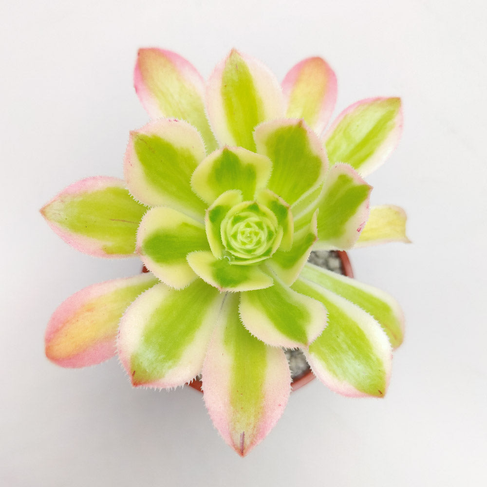 Aeonium arboreum variegatum