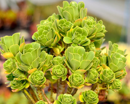 Aeonium balsamiferum