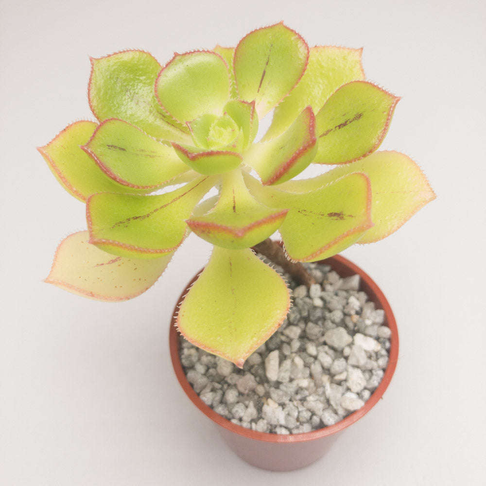 Aeonium ciliatum