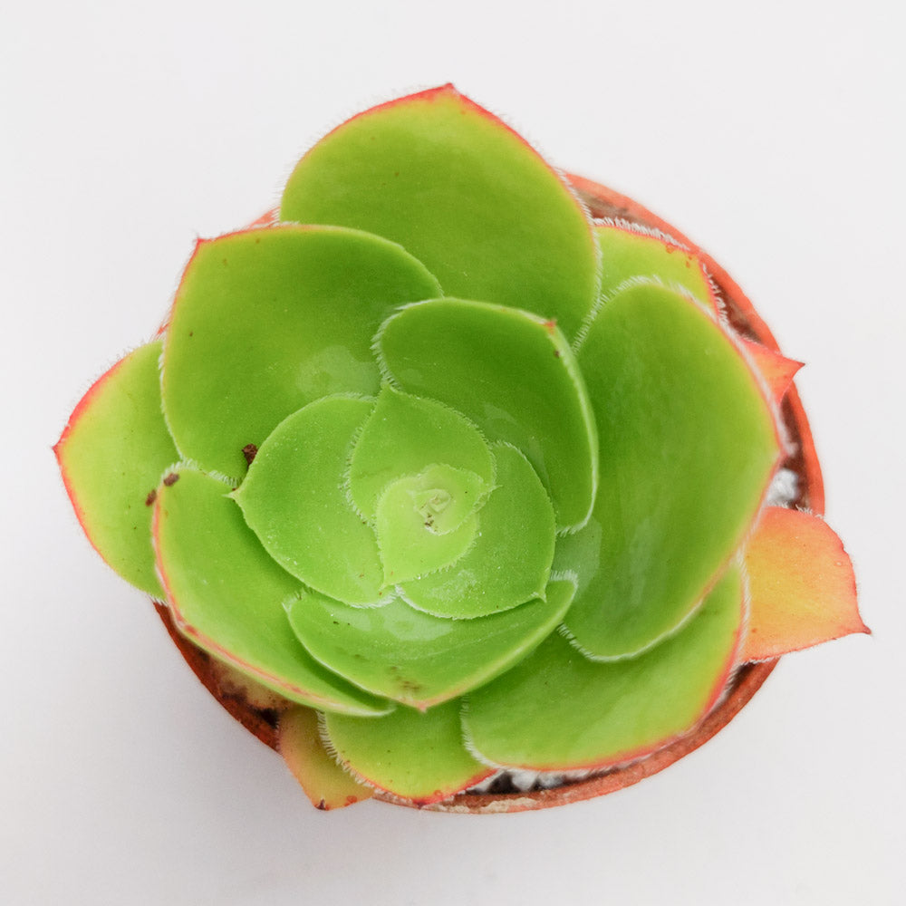 Aeonium cuneatum