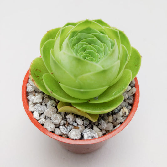 Aeonium diplocycla