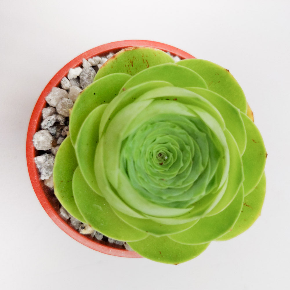 Aeonium diplocycla