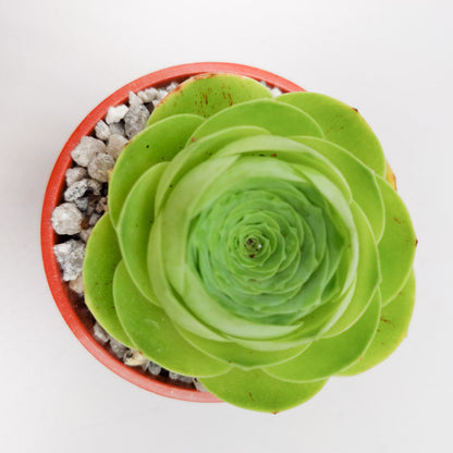 Aeonium diplocycla