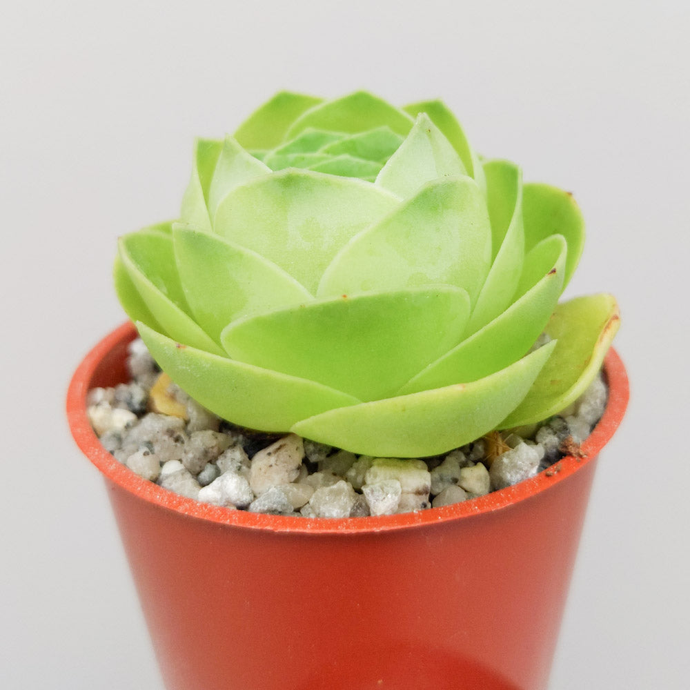 Aeonium diplocycla