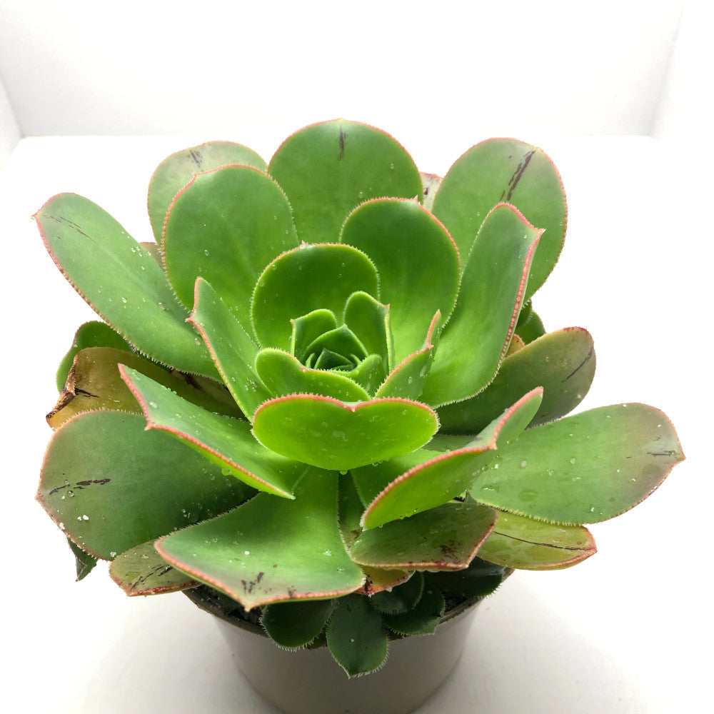 Aeonium escobarii