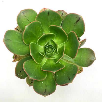 Aeonium escobarii