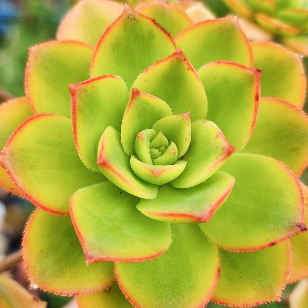多肉植物の正しい水やり方法 – Surreal Succulents