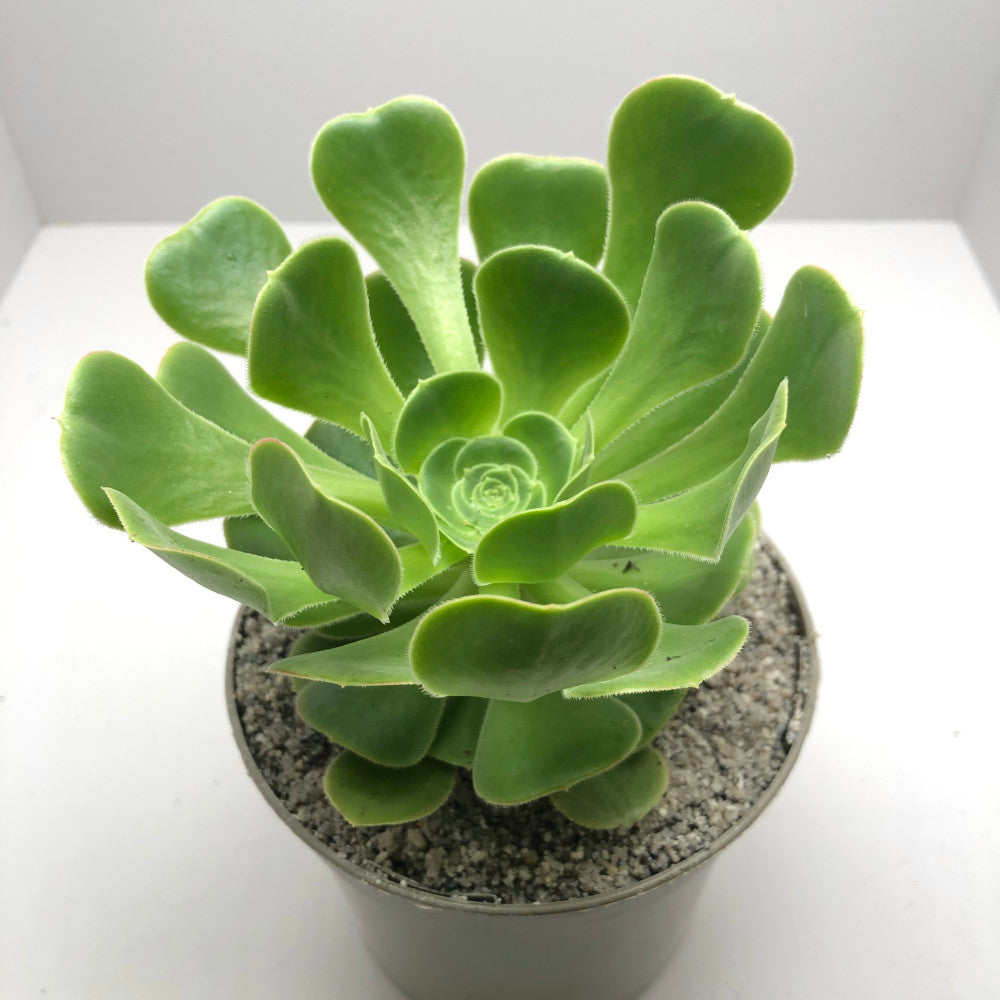 Aeonium korneliuslemsii