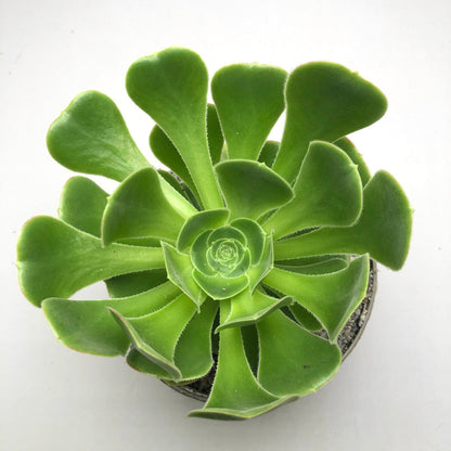 Aeonium korneliuslemsii