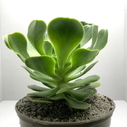 Aeonium korneliuslemsii