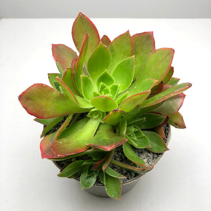 Aeonium leucoblepharum (Yemen Form)