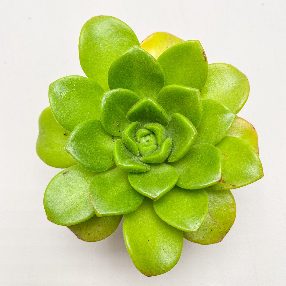 Aeonium 'Lily Pad'