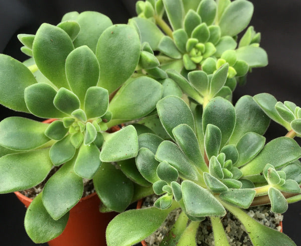 Aeonium lindleyi