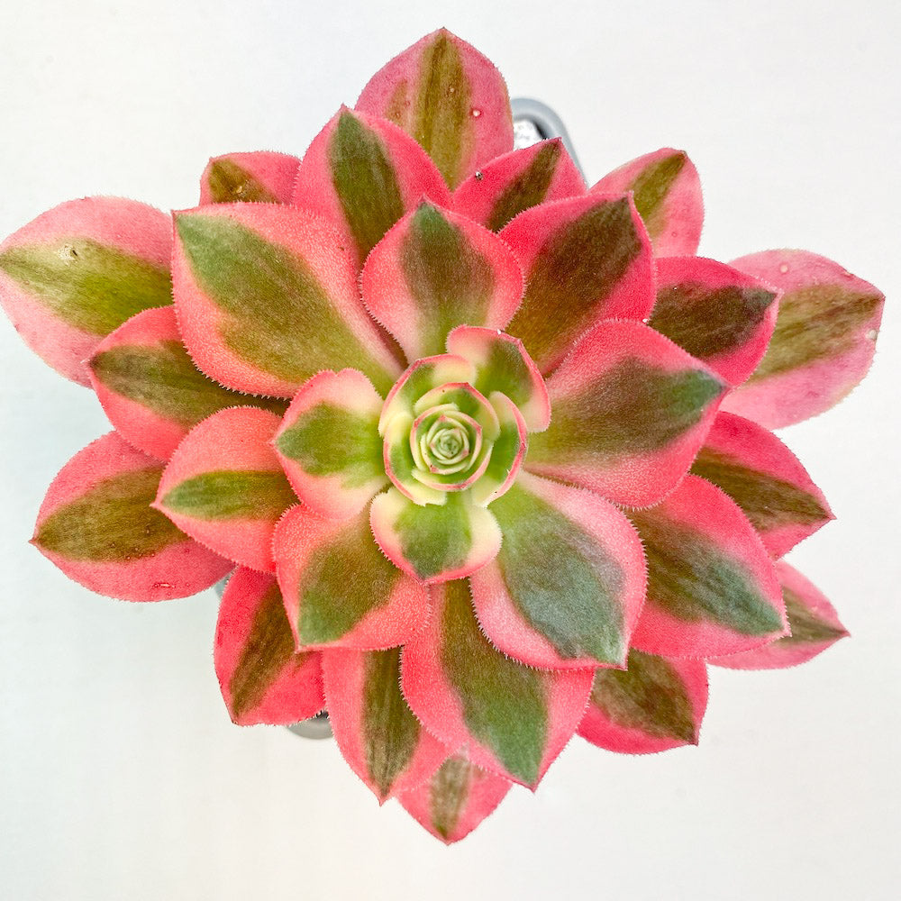 Aeonium 'Pink Witch'