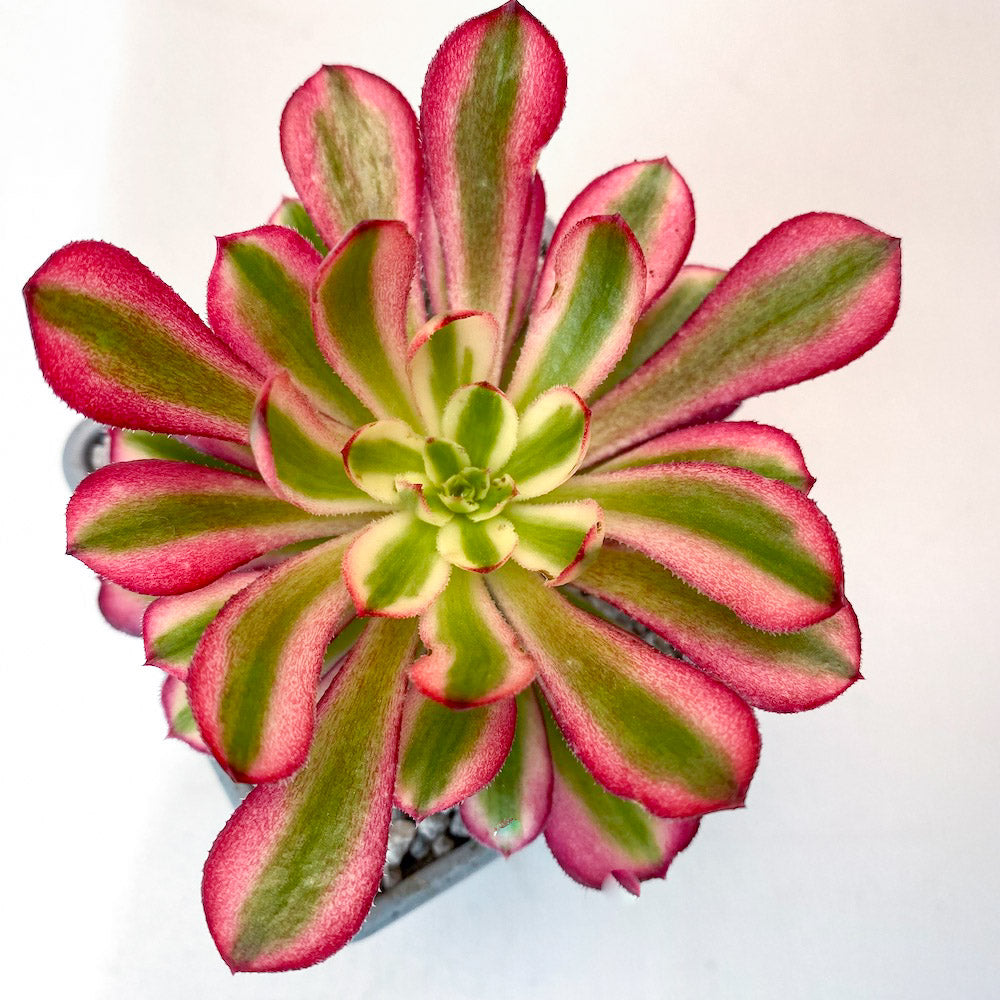 Aeonium 'Saint Simon Violet'