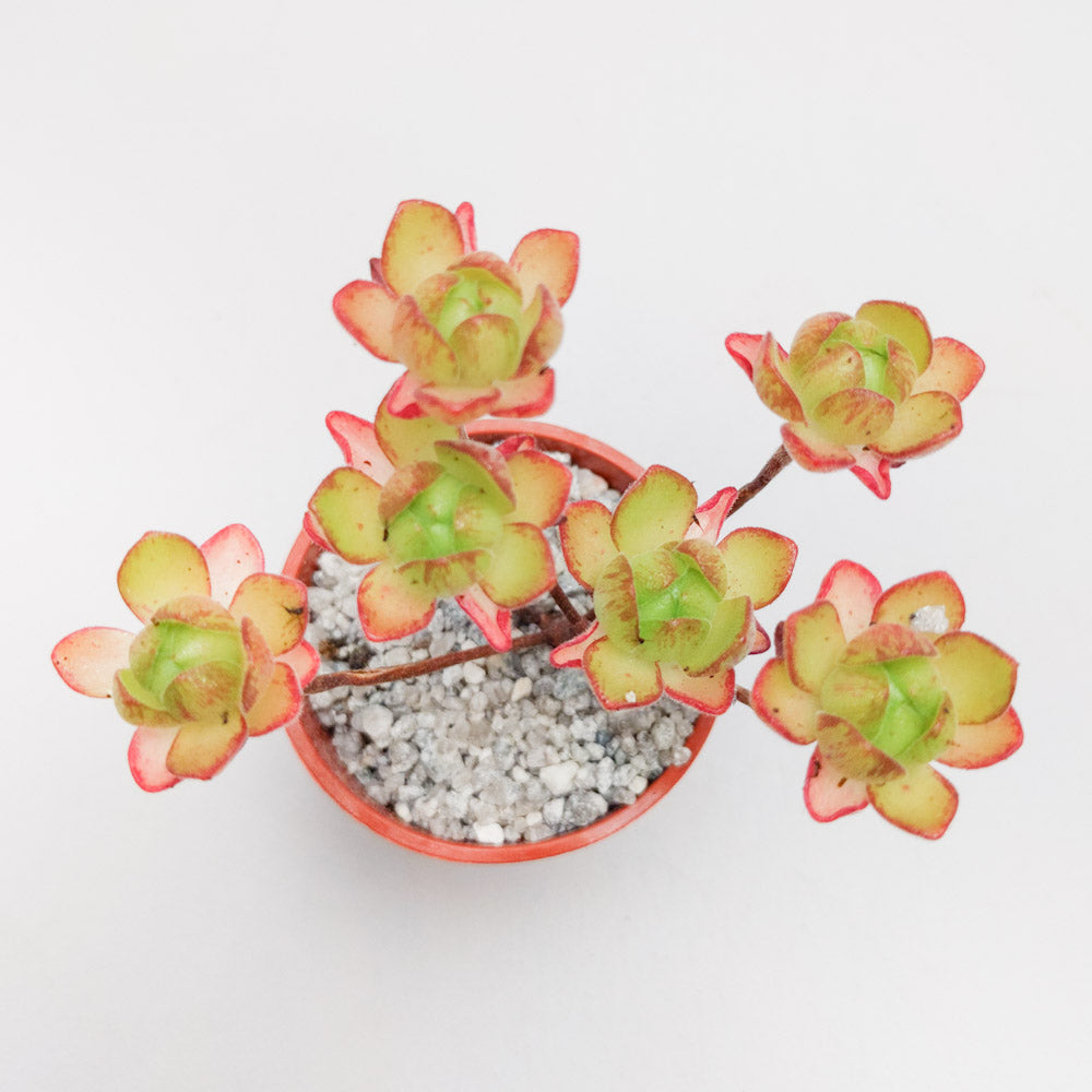 Aeonium saundersii