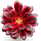 Aeonium 'Schwarzkopf' variegata