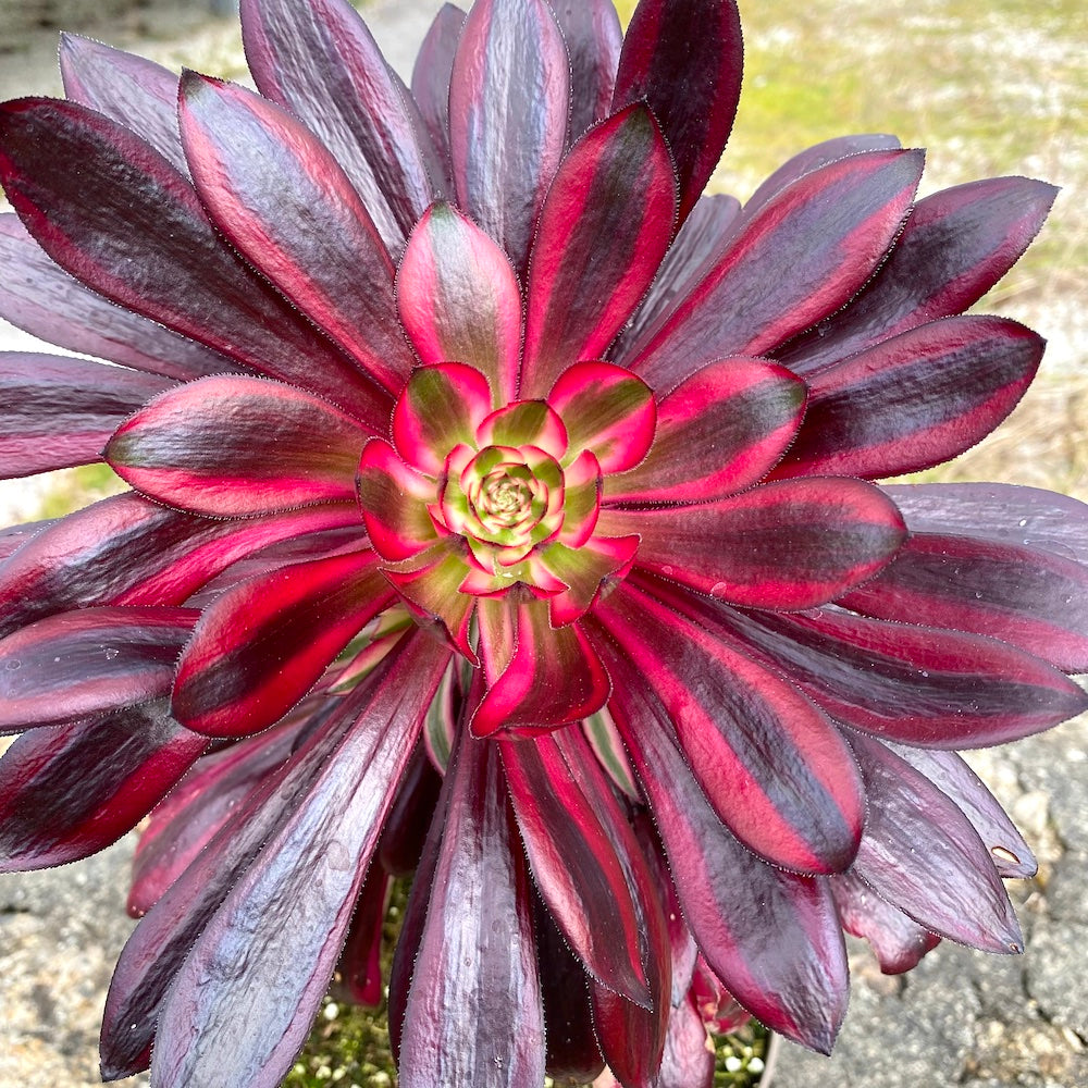 schwarzkopf succulent Aeonium 'Schwarzkopf' variegata – Surreal Succulents