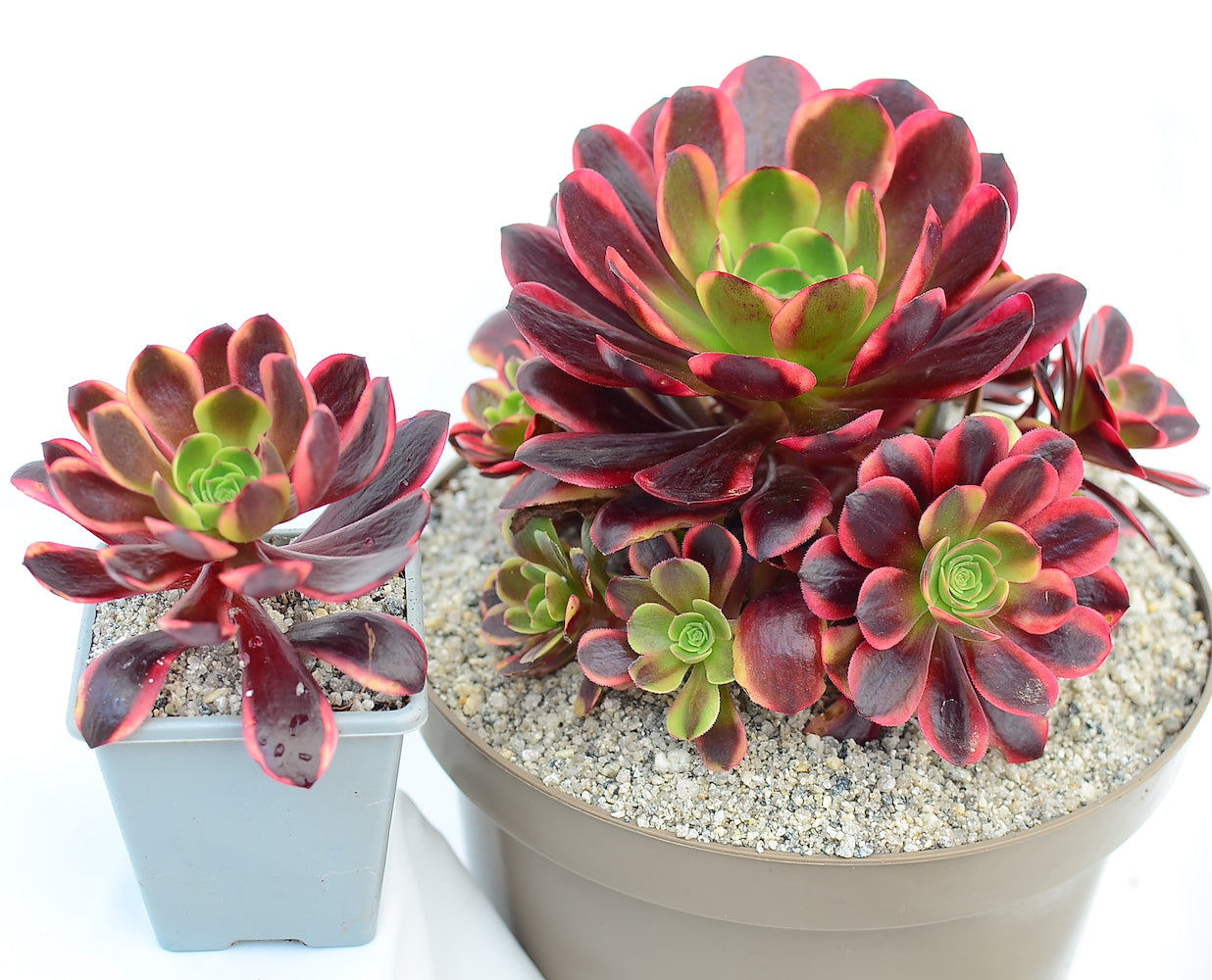 Aeonium 'Superbang'