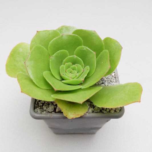 Aeonium tabuliforme x nobile