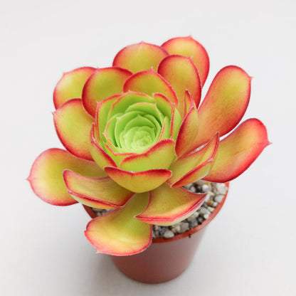 Aeonium undulatum