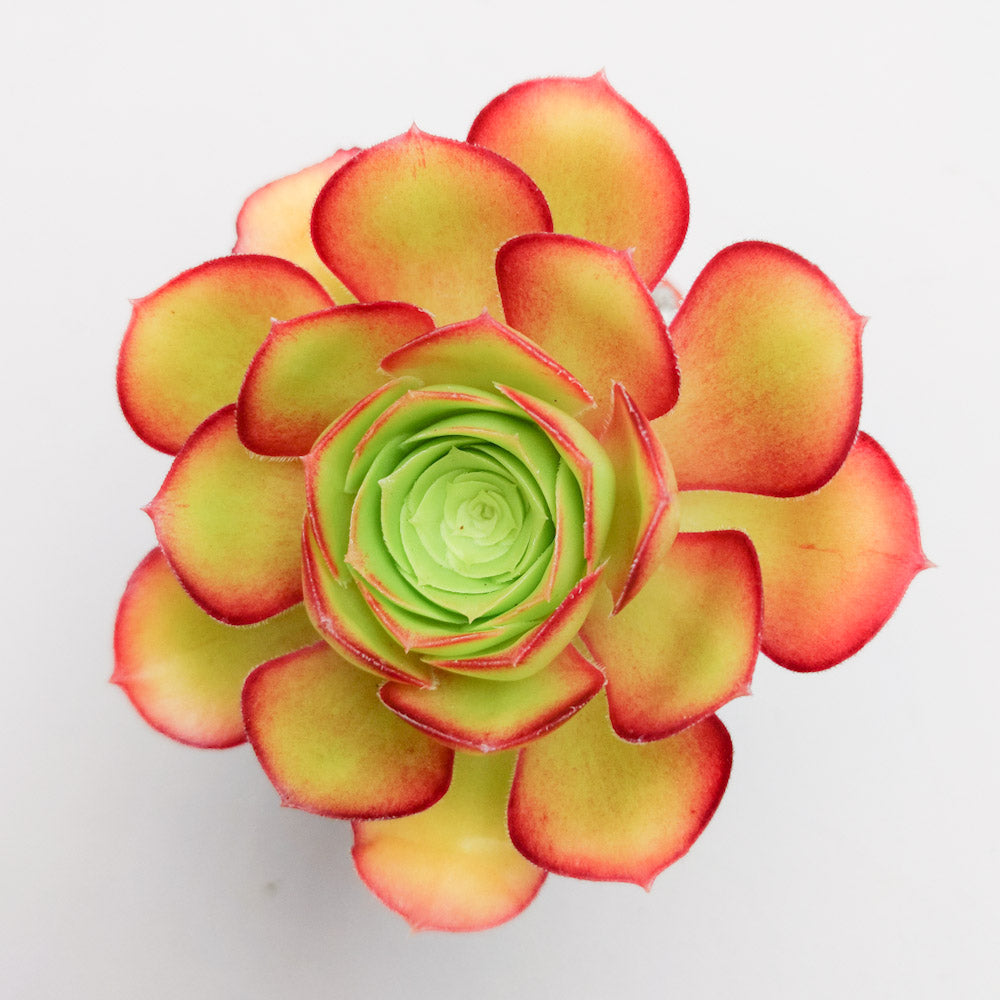 Aeonium undulatum