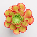 Aeonium undulatum