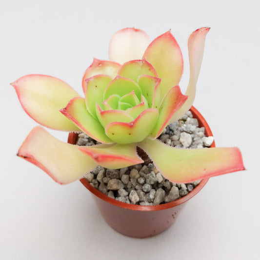 Aeonium urbicum