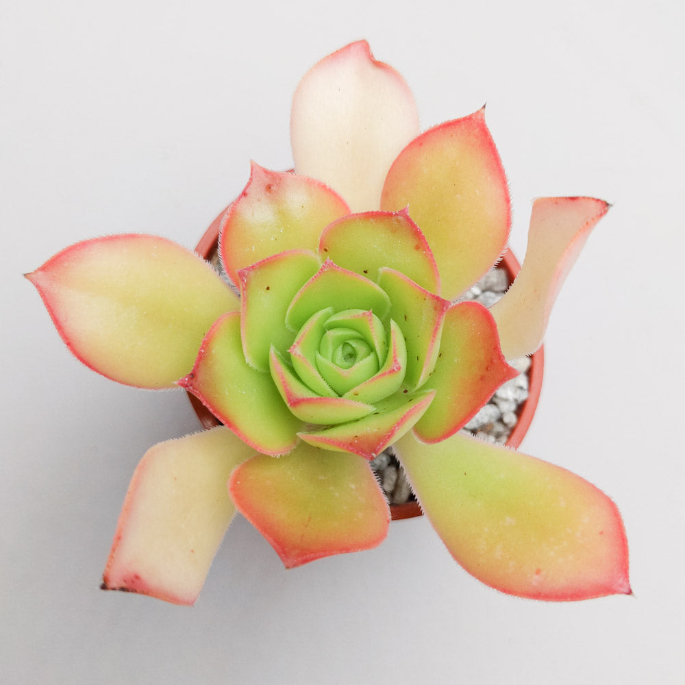 Aeonium urbicum