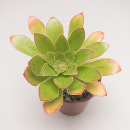 Aeonium vestitum