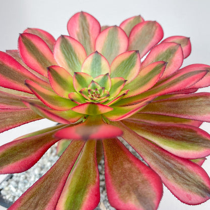 Aeonium 'Zwartkin' variegata