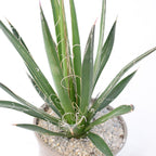 Agave filifera