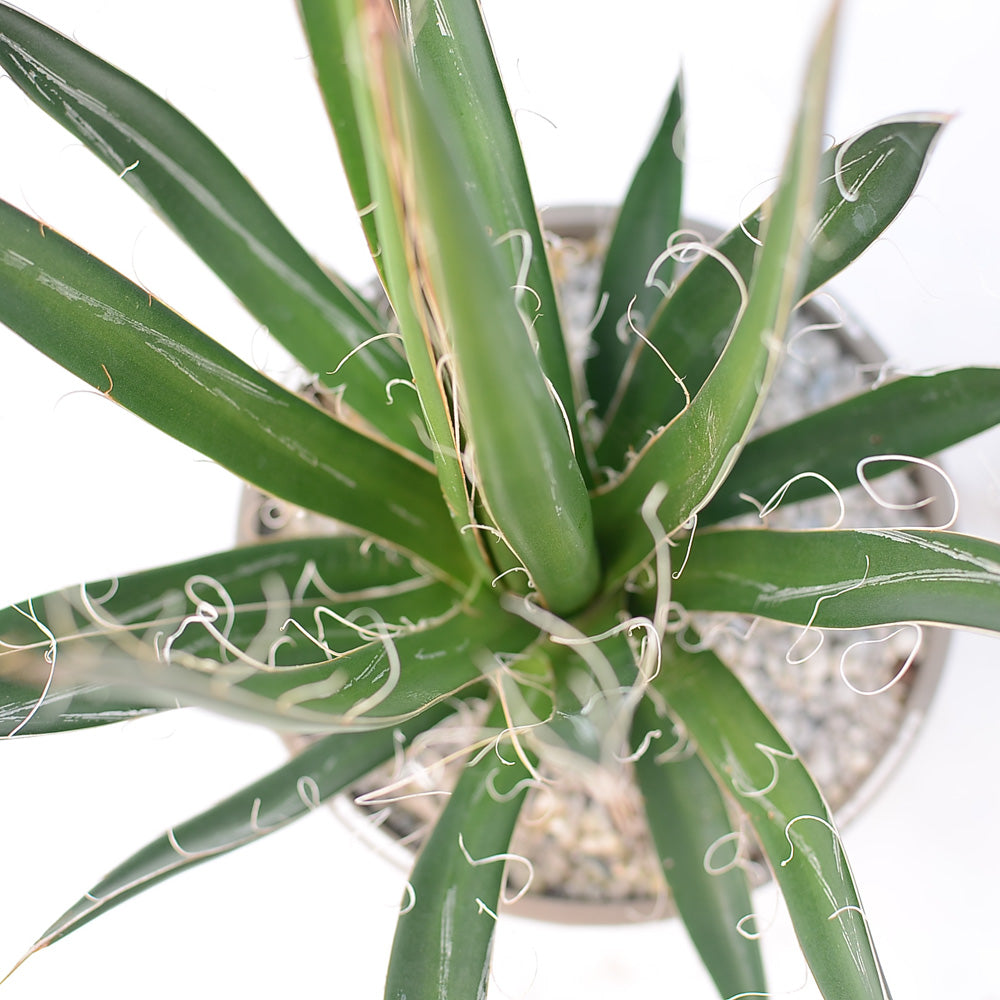 Agave filifera