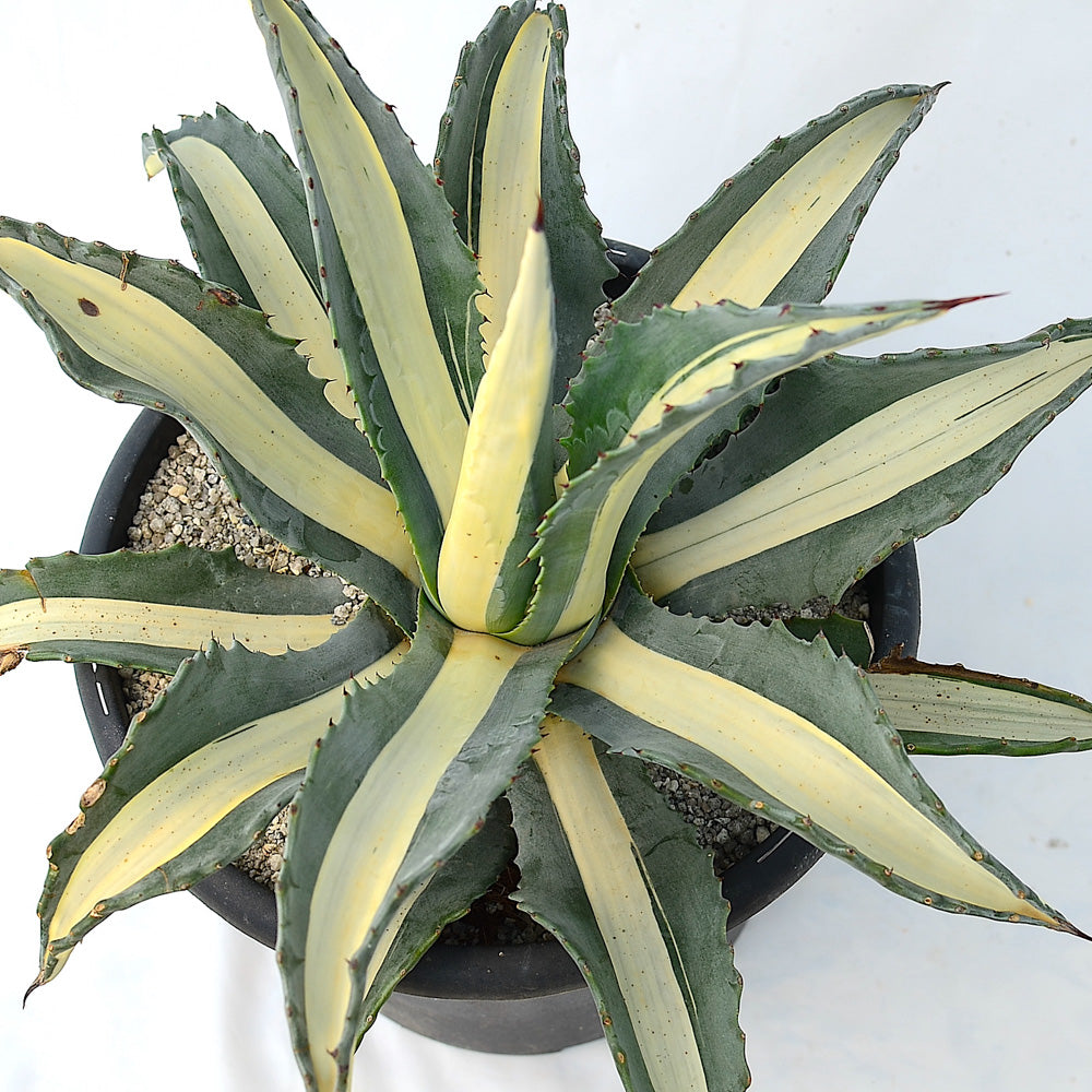 Agave americana 'Mediopicta Alba'