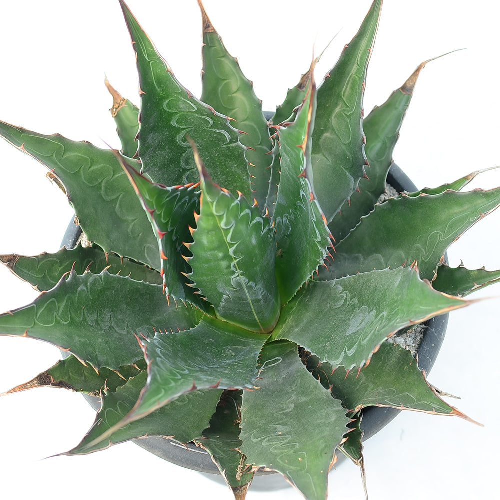 Agave montana