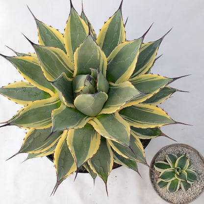 Agave applanata 'Cream Spike'