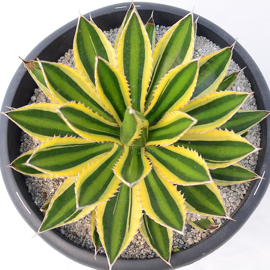 Agave lopantha ‘Quadricolor’