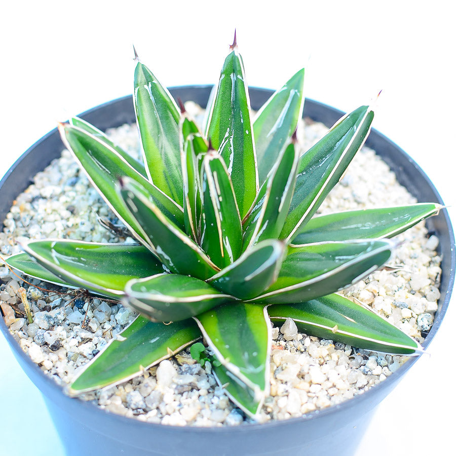 Agave victoriae-reginae var. marginata aurea