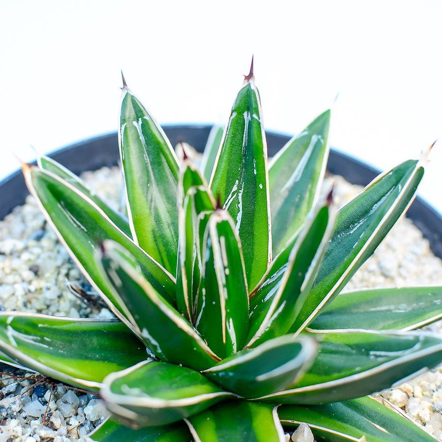 Agave victoriae-reginae var. marginata aurea