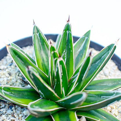 Agave victoriae-reginae var. marginata aurea