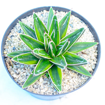 Agave victoriae-reginae var. marginata aurea