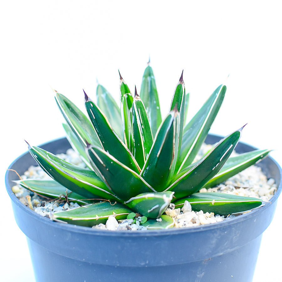 Agave victoriae-reginae var. marginata aurea