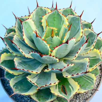 Agave potatorum 'Kissho Kan'