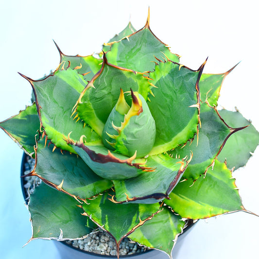 Agave titanota 'Genryu Kifukurin'