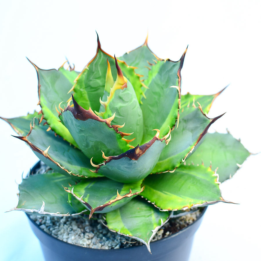 Agave titanota 'Genryu Kifukurin'