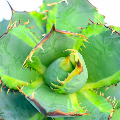 Agave titanota 'Genryu Kifukurin'