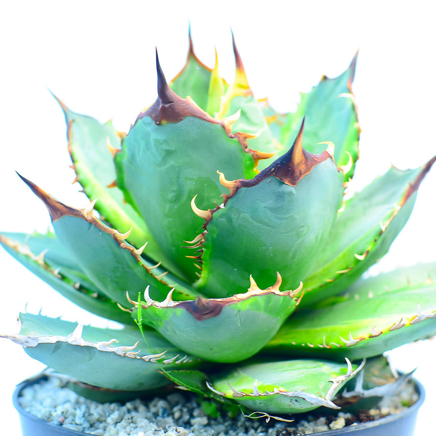 Agave titanota 'Genryu Kifukurin'