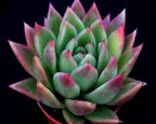 Echeveria agavoides 'Miranda'