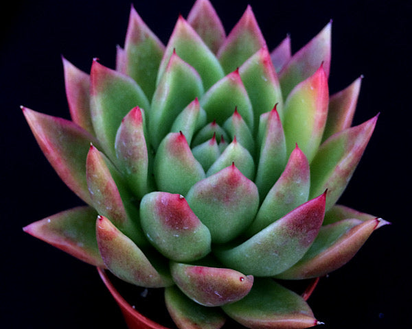 Echeveria agavoides 'Miranda'